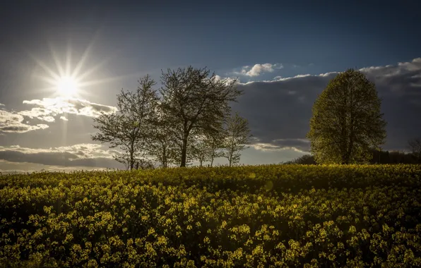 Picture field, the sun, trees, Germany, rape, rapeseed field