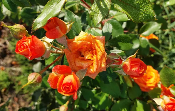 Rosa, Bush, roses, morning, city, Autumn 2024