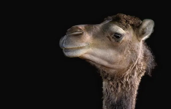 Nature, background, camel