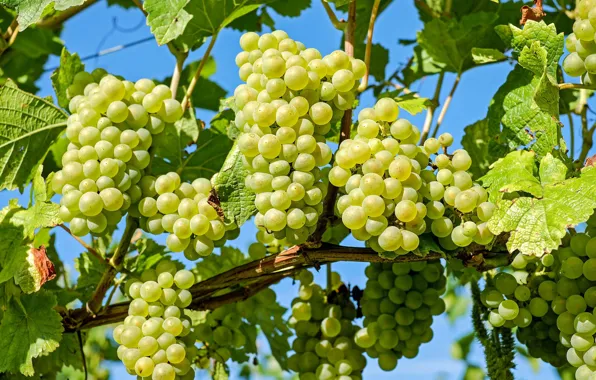 Foliage, grapes, vineyard, leaves, grapes, bunches, the vineyard