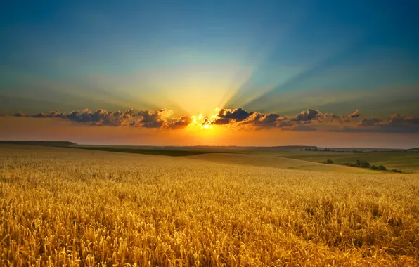 Field, the sun, clouds, rays, sunset, nature, gold, dawn