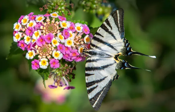 Macro, wings, Butterfly, beautiful, flowers, closeup