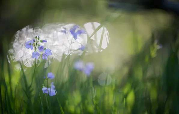 Grass, flowers, nature