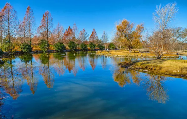 Picture autumn, the sky, trees, birds, pond