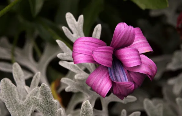 Flower, nature, beautiful, Curlsby Candy