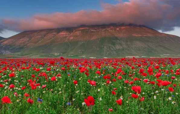 Summer, clouds, flowers, mountains, hills, Maki, meadow, red
