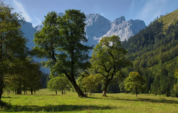 Summer, trees, mountains, Austria, valley, meadow, Austria, Karwendel
