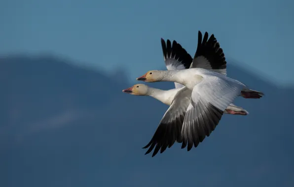 The sky, flight, birds, blue, two, wings, pair, two