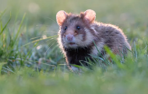 Grass, glade, hamster, muzzle, bokeh, hamster