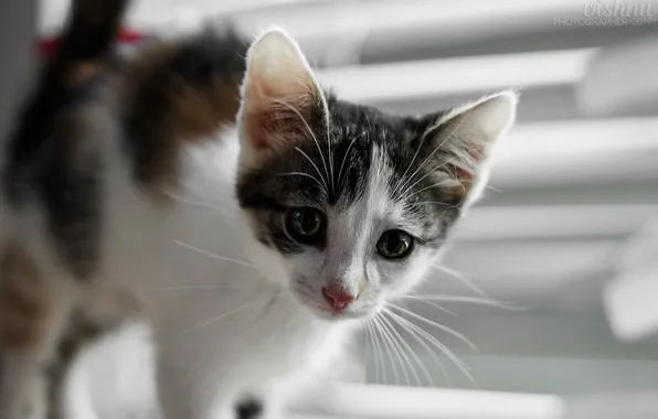 Cat, eyes, cat, look, kitty, cat, window, Kote