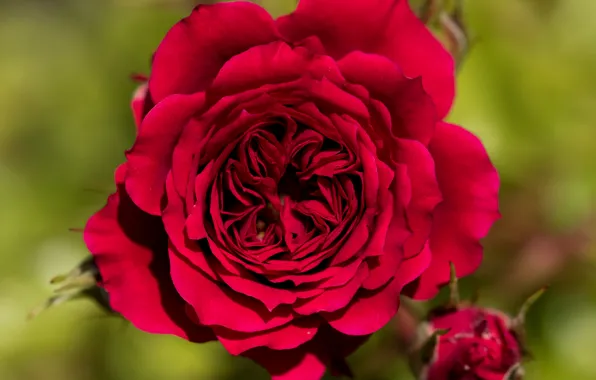Macro, background, rose, petals, red rose, buds