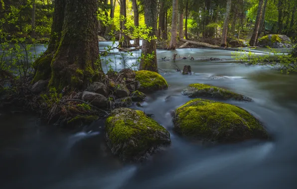 Forest, trees, river, stones, moss, stream