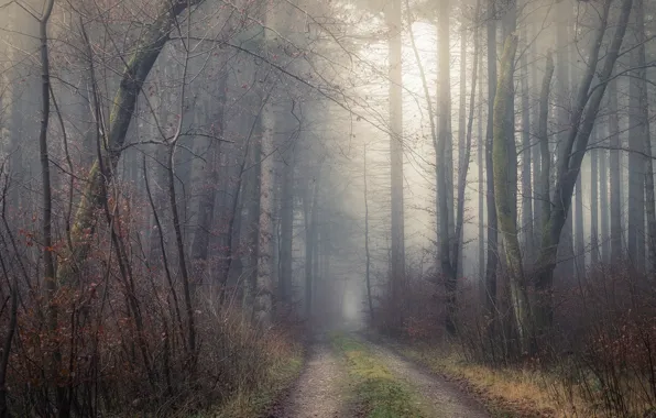 Road, autumn, forest, trees, branches, fog, morning, pine