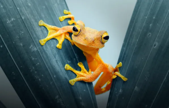 Look, leaves, pose, background, frog, legs, yellow