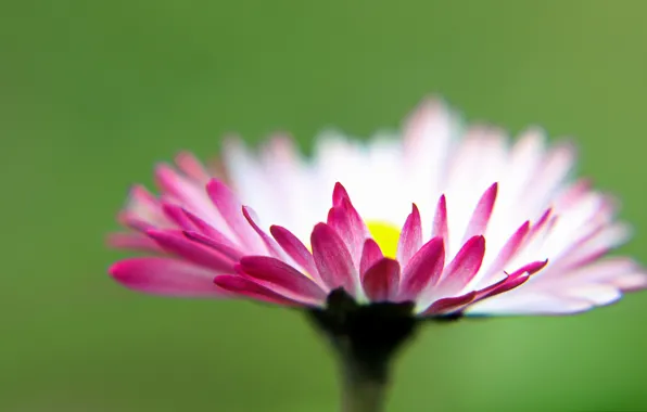 Picture Daisy, macro, petals, nature