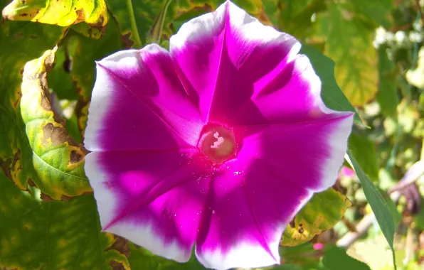 Flower, summer, pollen, raspberry, bindweed, Meduzanol ©