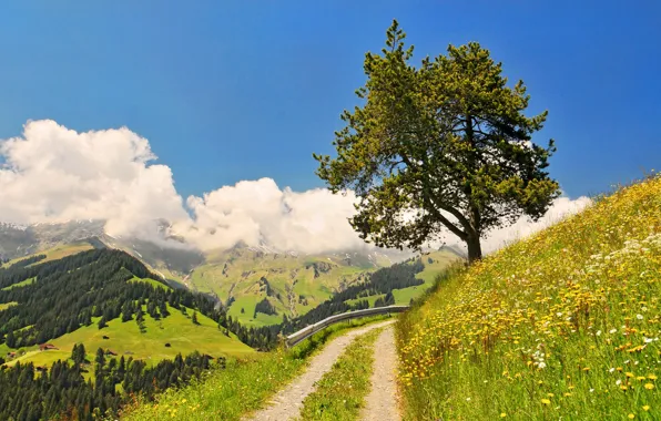Road, forest, the sky, grass, clouds, flowers, mountains, nature