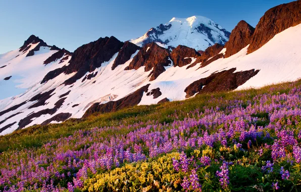 Picture the sky, snow, flowers, mountains, meadow