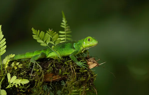 Look, moss, lizard, green, fern, green background, iguana