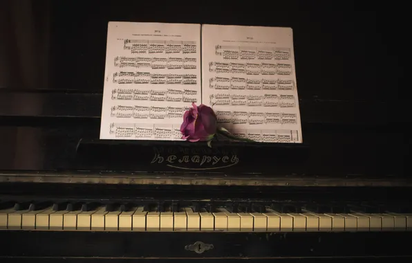 Flower, retro, notes, music, the dark background, pink, rose, USSR