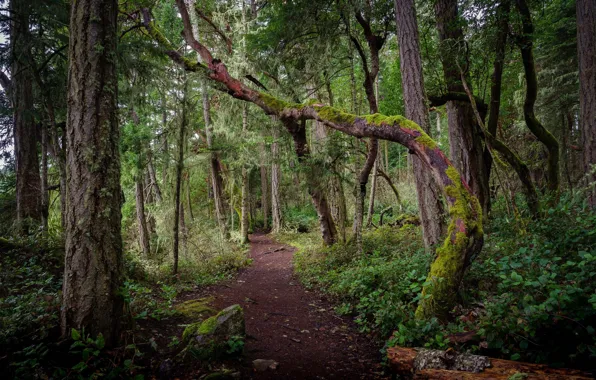 Forest, trees, landscape, nature, moss, beauty, trail, path