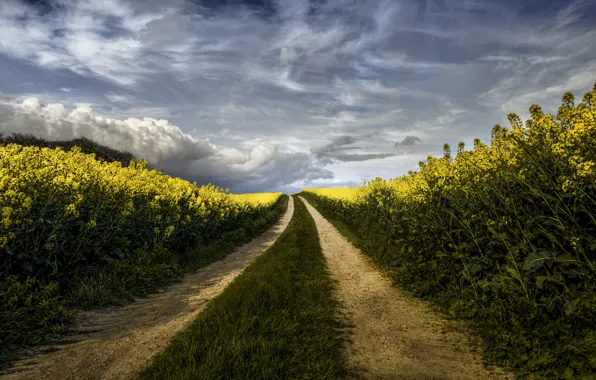 Road, rape, rapeseed field