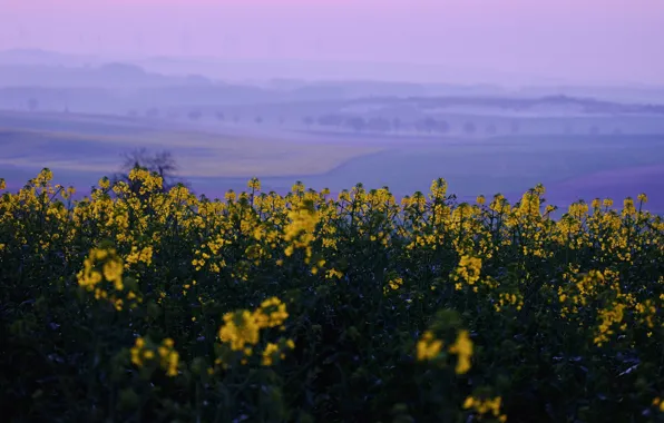 Field, flowers, field, dal, rape, rapeseed field