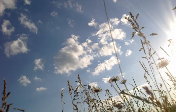 The sky, grass, the sun, flowers, chamomile