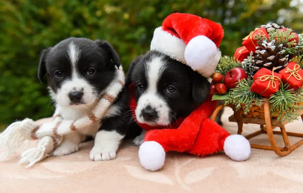 Dogs, look, red, nature, pose, toys, dog, puppies