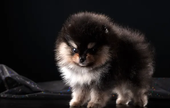 Fluffy, puppy, Spitz, baby