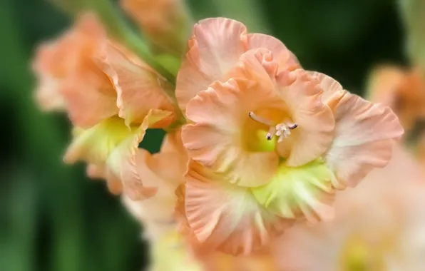 Macro, flowers, gladiolus, gladiolus, salmon