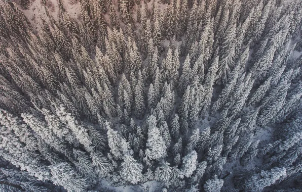 Winter, forest, snow, trees, the view from the top