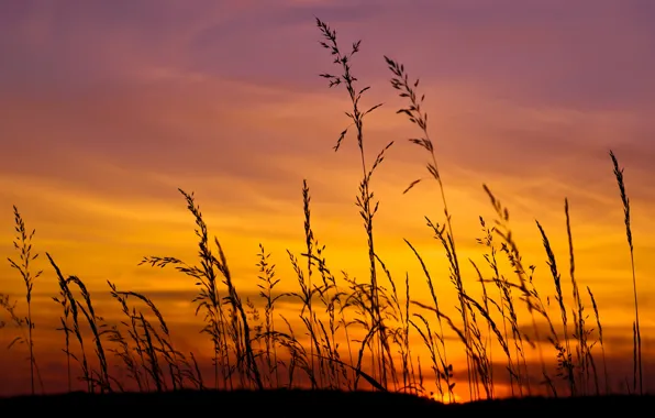 Picture field, the sky, grass, the sun, sunset, yellow, lilac