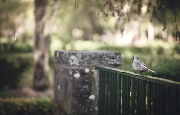 Picture the city, bird, the fence