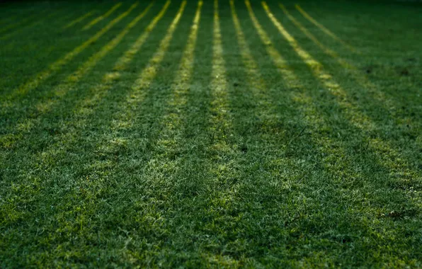 Grass, macro, light, nature, shadow, shadows, green, green wallpapers