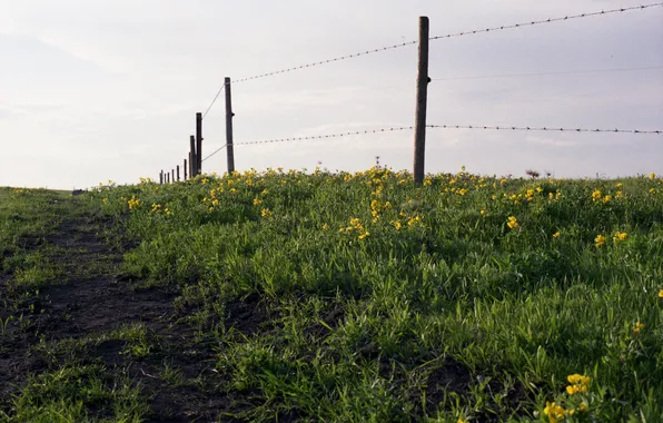 Field, the sky, grass, flowers, the fence, the countryside
