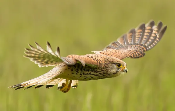 Flight, nature, bird, wings