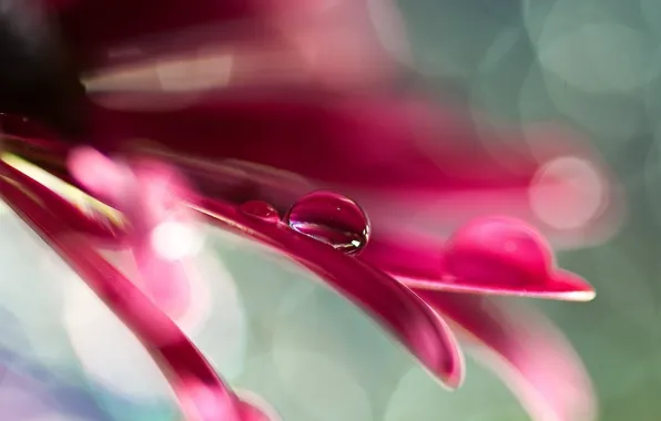 Flower, water, macro, drop, petal
