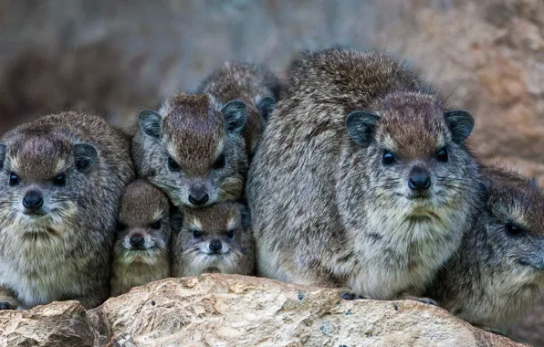 Picture Kenya, mammal, Daman Bruce, Mara North Conservancy