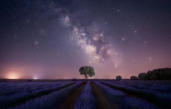 Night, tree, The milky way, lavender, lavender field