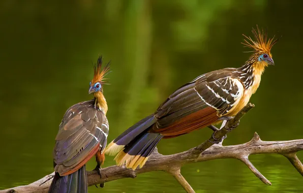 Picture bird, Amazon, hoatzin