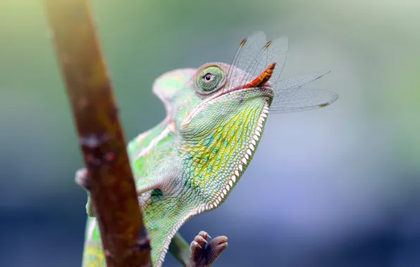 Look, chameleon, portrait, branch, dragonfly, mouth, lunch, bokeh