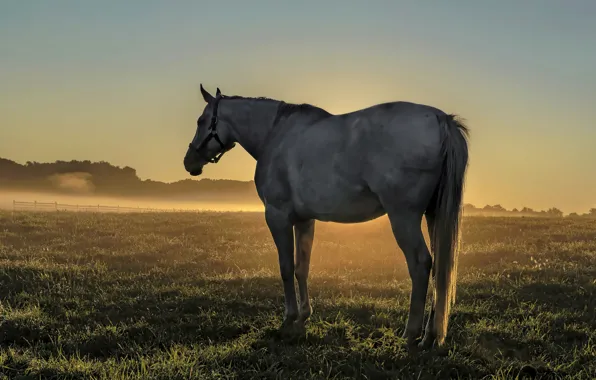 Picture field, fog, horse, morning