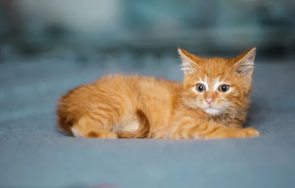 Picture cat, look, background, sweetheart, baby, muzzle, lies, red