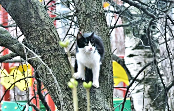 Animals, cats, The kitten and the tree, April 2025