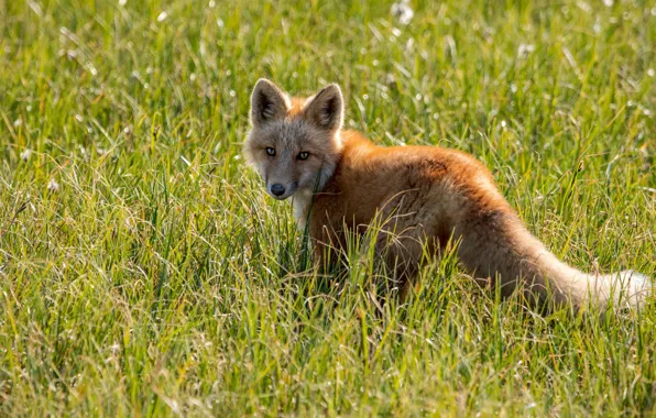Picture grass, glade, Fox, Fox