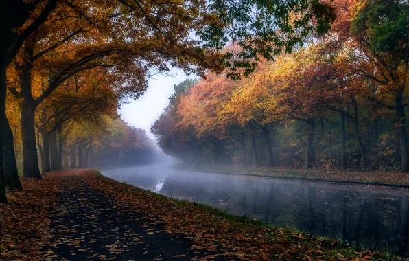 Picture autumn, trees, nature, foliage, channel, haze