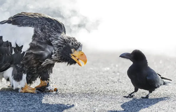 Picture birds, meeting, eagle, Raven, white-tailed