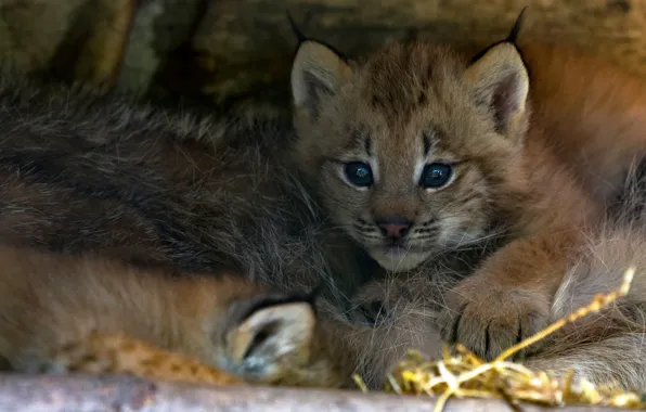 Picture baby, lies, lynx, face, a small lynx, mom