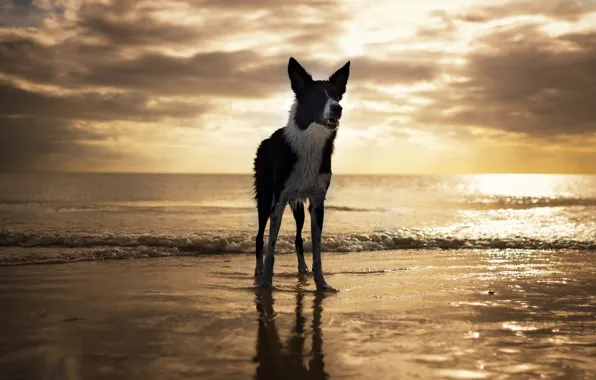 Beach, dog, USA, Florida, Fort Myers Beach